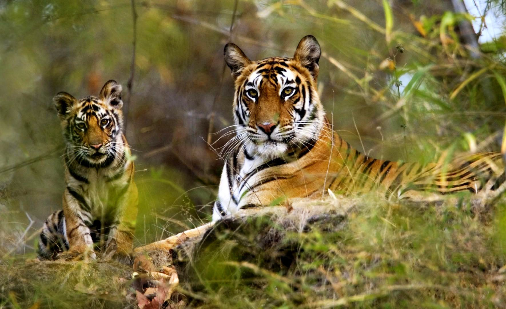 Famous Wildlife Sanctuaries in Arunachal Pradesh